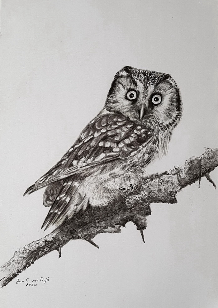 Perleugle